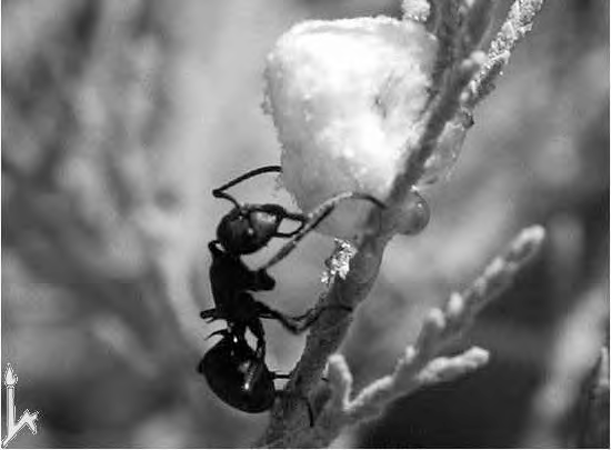 Tamarix nilotica – "манна небесная"