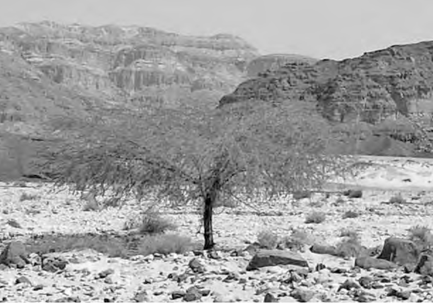 Дерево "ситтим" (пустынная акация)